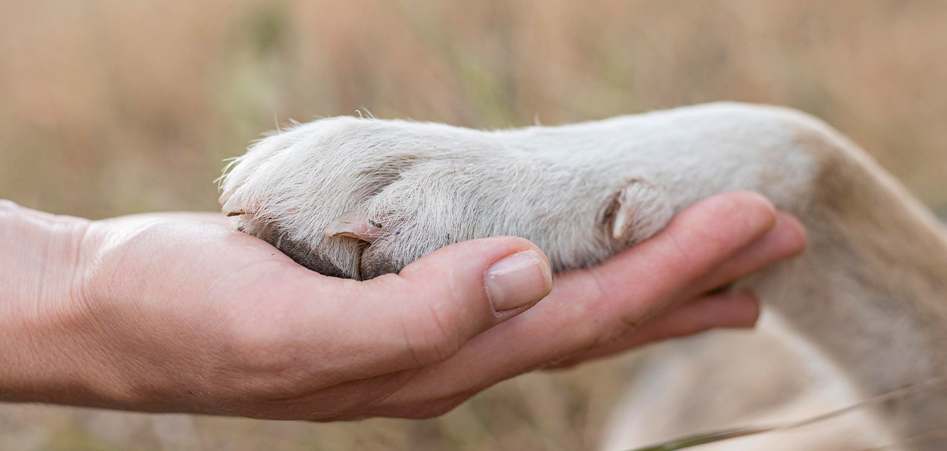 Doğayı Koruma ve Hayvan Hakları Topluluğu